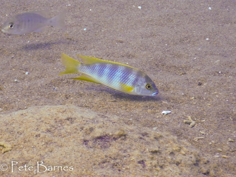 Pseudotropheus livingstonii 'Tchinga Reef'
